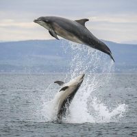 Cruises, Sailing & Water Tours
