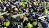 Olive tree farm
