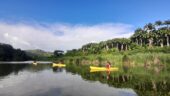 Discovery of the mangrove by kayak