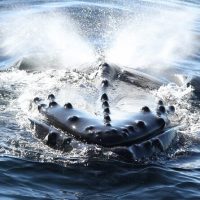 Ports of Call Tours
