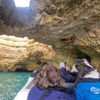 Dolphin & Whale Watching