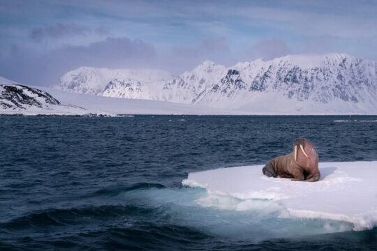 New Year’s Day long weekend in Longyearbyen