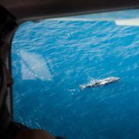 Dolphin & Whale Watching