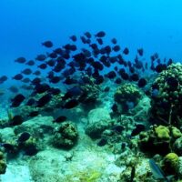 Snorkeling