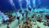 ⭐️⭐️⭐️⭐️⭐️ Ocean Floor Tour + SNUBA Experience — Absolute Birthday Magic 🧜🏽♀️🌊