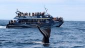 Unforgettable Whale Watching Experience