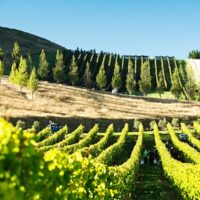 Wine Tasting & Winery Tours