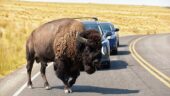 Lots of bison!
