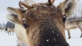 Seeing reindeer in their natural element on a working farm
