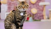 BEST Adoptable Cat Lounge/Cafe In Austin!