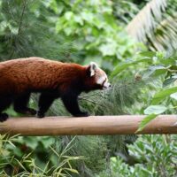 Zoo Tickets & Passes