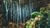 Glow worms Tour