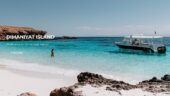 Daymaniyat island trip