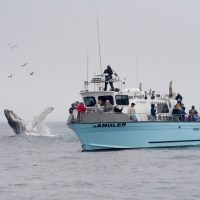 Dolphin & Whale Watching