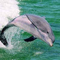 Full-day Tours