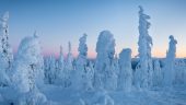 An unforgettable Arctic circle tour with Ron in Fairbanks!