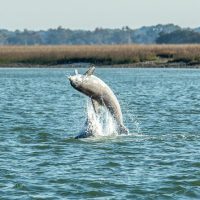 Cruises, Sailing & Water Tours