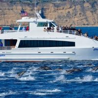 Dolphin & Whale Watching