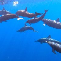 Snorkeling