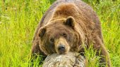 Smooth transfer and great wildlife viewing