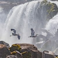 Cruises, Sailing & Water Tours