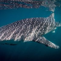 Shark Diving