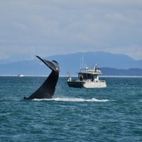 Boat Tours