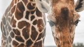 Wine with Geoffrey the Giraffe