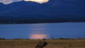 Truth about hayden valley nature tour (why there is 1 star review)