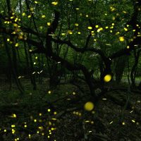 Eco Tours