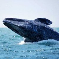 Holiday & Seasonal Tours