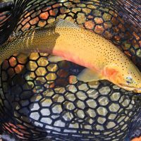 Fishing Charters & Tours