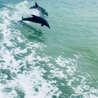 Dolphin & Whale Watching