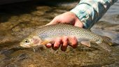 Five-Star Montana Fly Fishing Experience