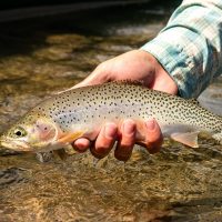 Fishing Charters & Tours