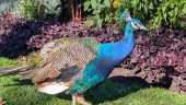 Victoria Garden Tour - Not To Be Missed