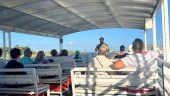 Wonderful Dolphin Experience