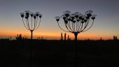 Unique garden hidden in the Baja desert