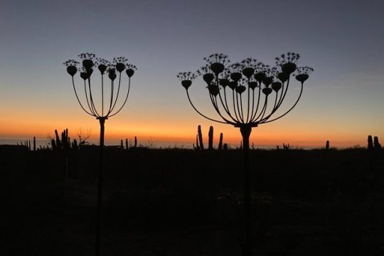 Good Friday in Todos Santos