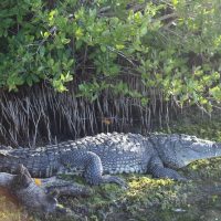 Eco Tours